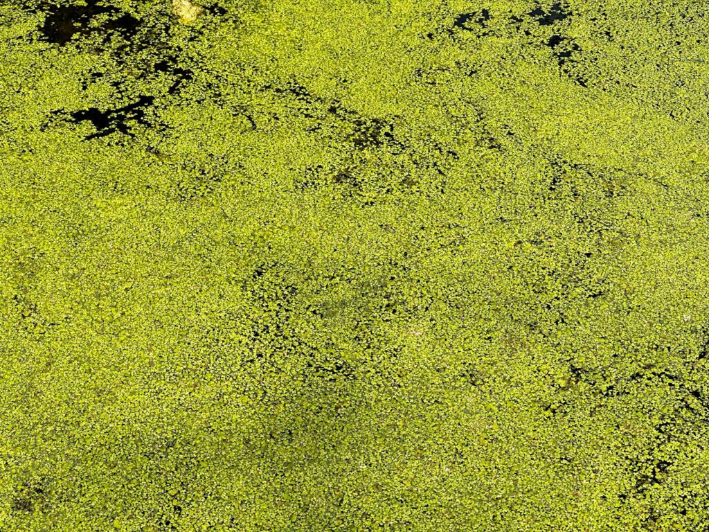 a badly messed up pool because of green algae