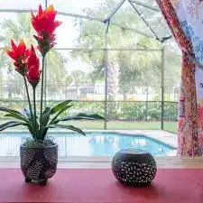 Learn How To Clean Lanai Screens